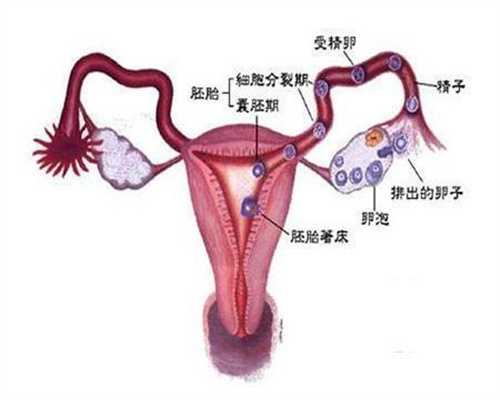 怀孕几个月可以听胎心